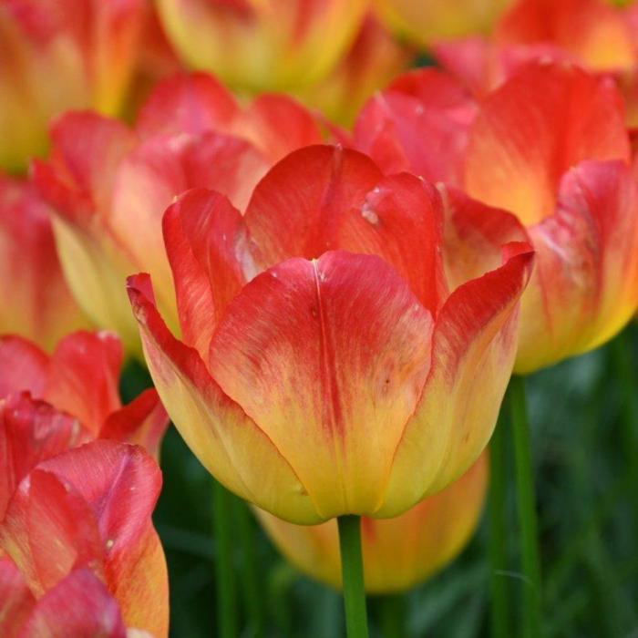 Tulipa 'Suncatcher' plant