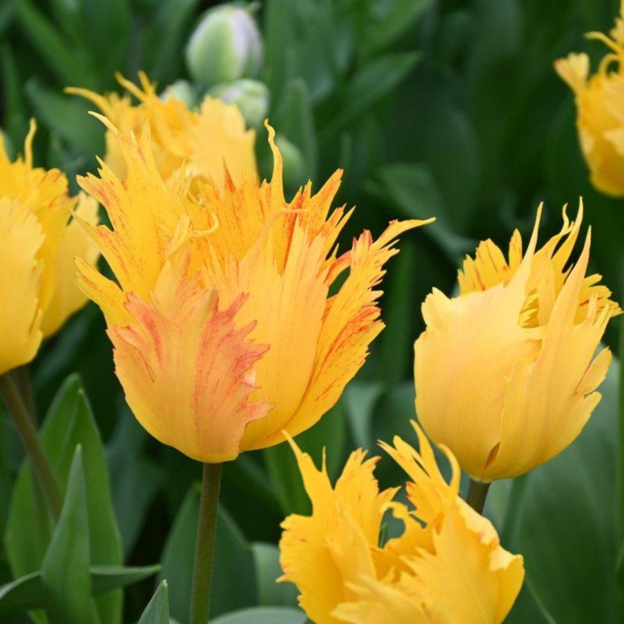Tulipa 'Sunny Leo'  plant
