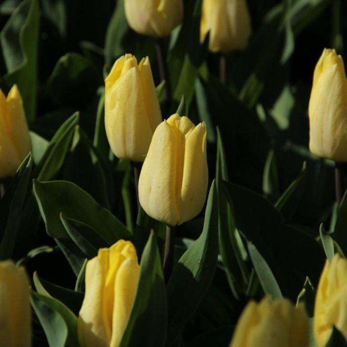 Tulipa 'Sunny Prince' plant