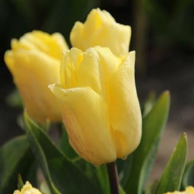 tulipa-sunny-prince