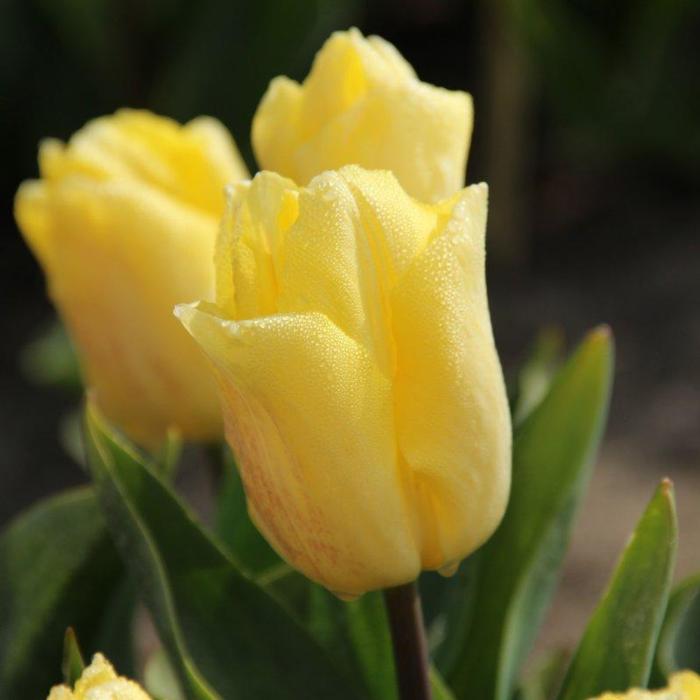 Tulipa 'Sunny Prince' plant