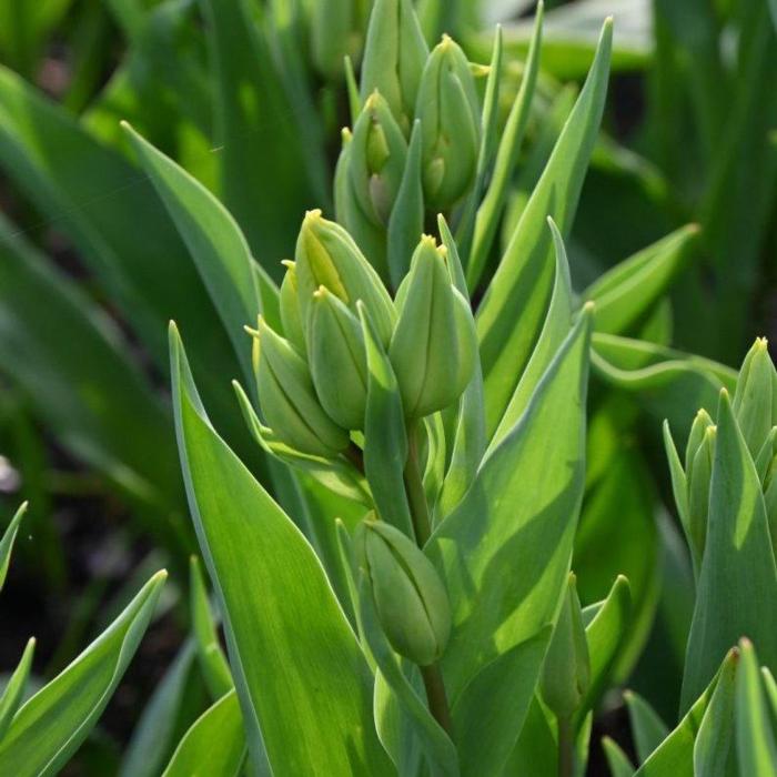 Tulipa 'Sunshine Club' plant