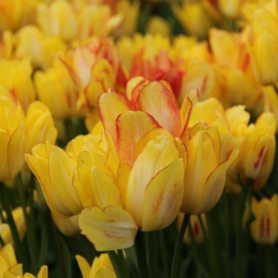 tulipa-sunshine-club
