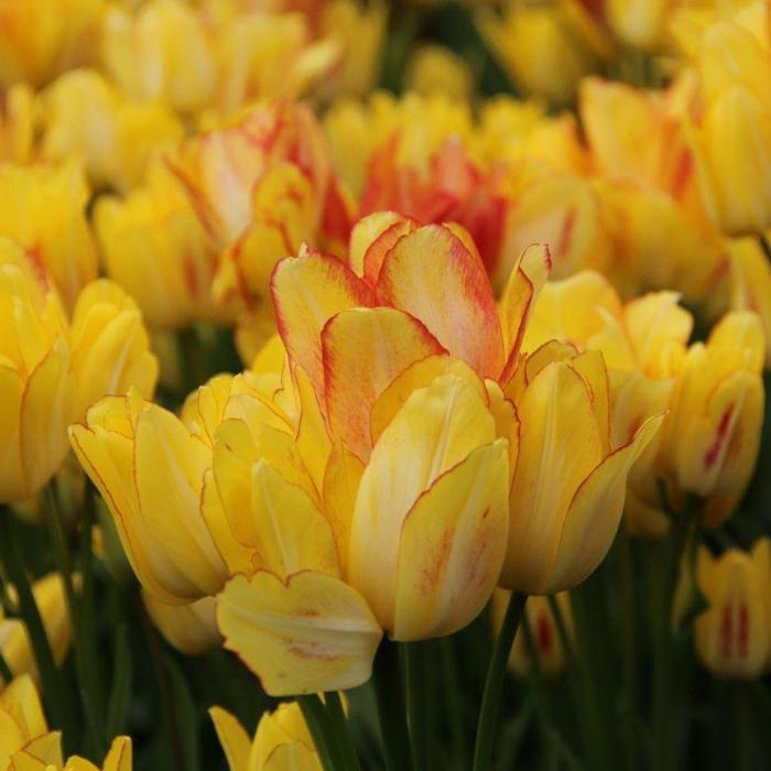 Tulipa 'Sunshine Club' plant