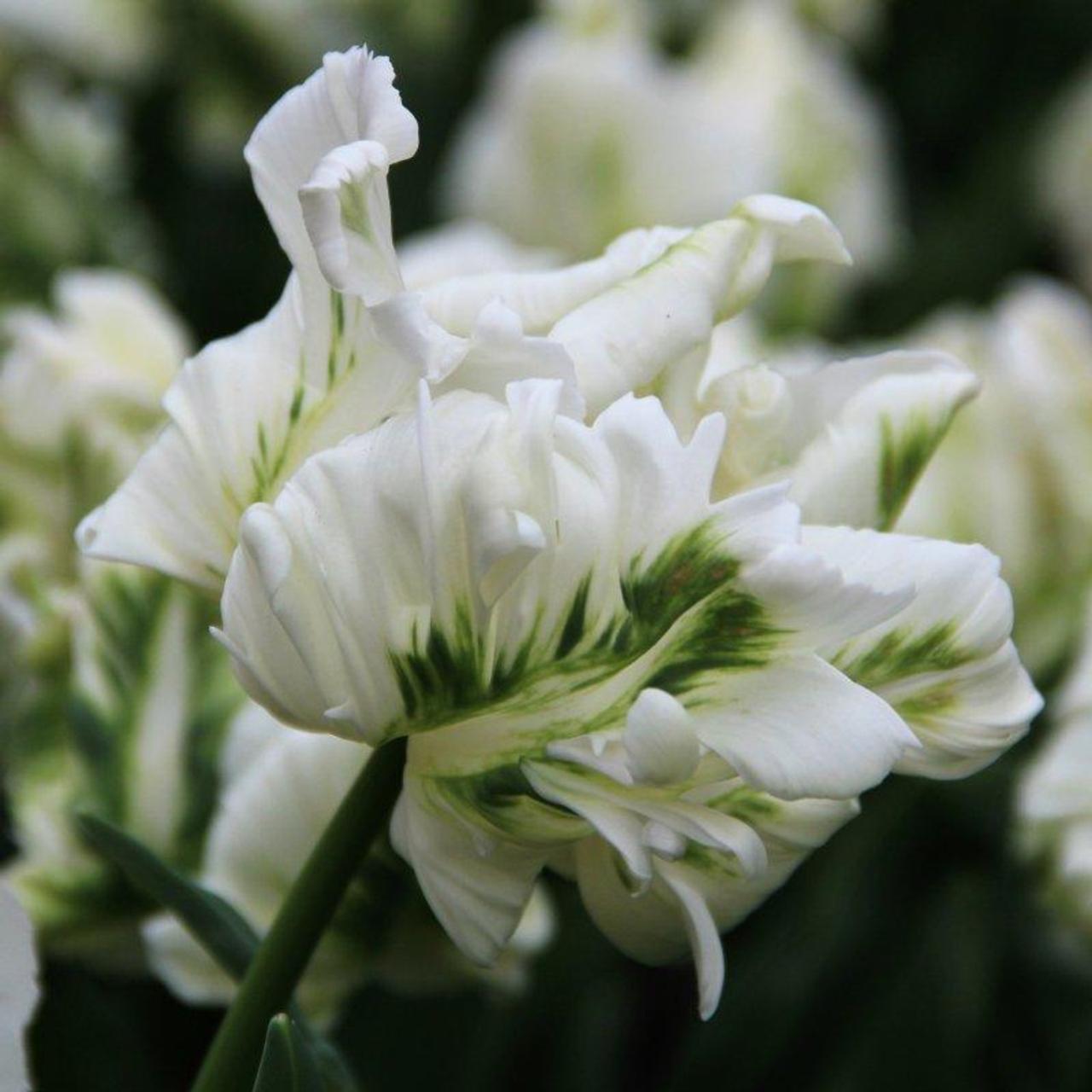 Tulipa 'Super Parrot'  plant