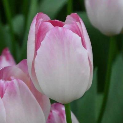 tulipa-supri-erotic
