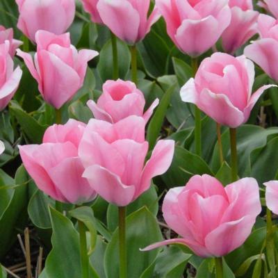 tulipa-sweet-sixteen