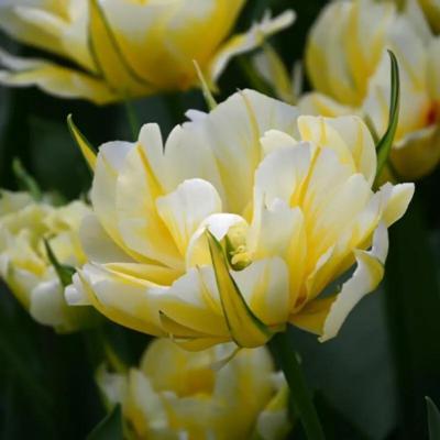 tulipa-sweet-valley