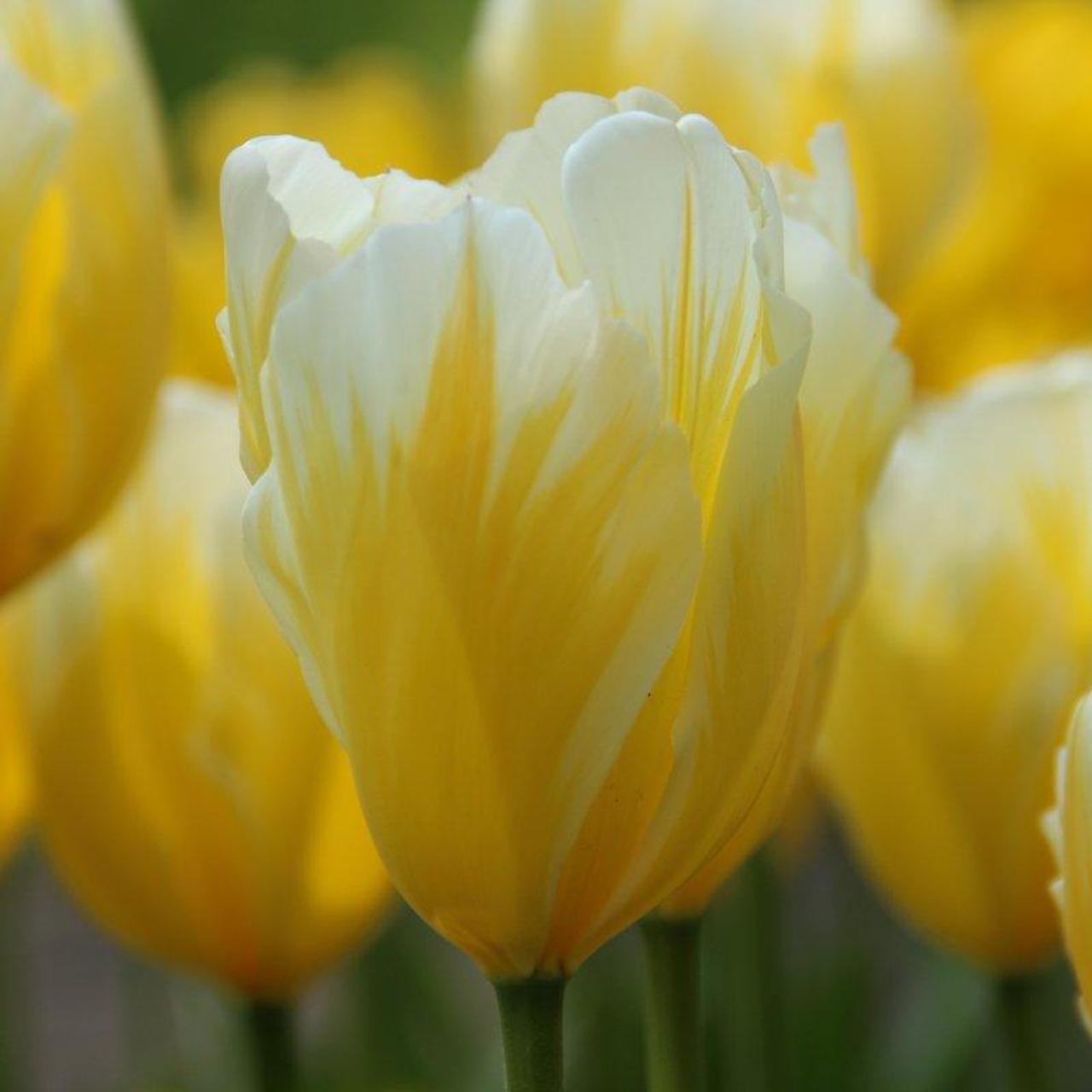 Tulipa 'Sweetheart' plant