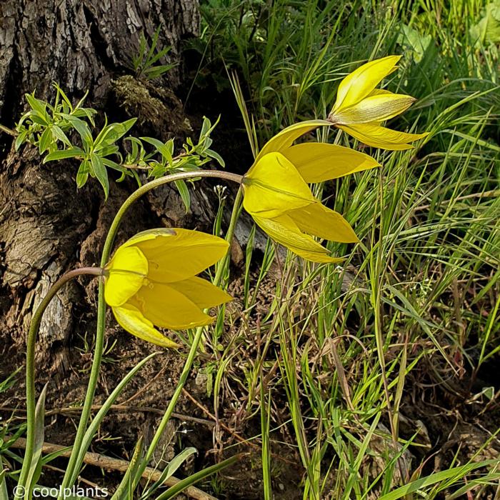 Tulipa sylvestris plant