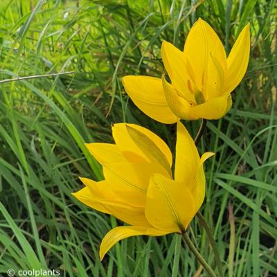 tulipa-sylvestris