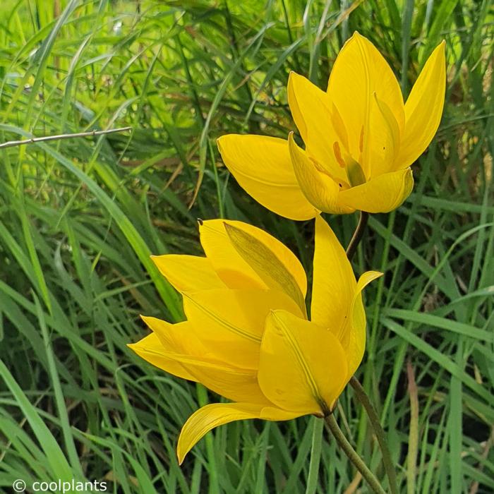 Tulipa sylvestris plant