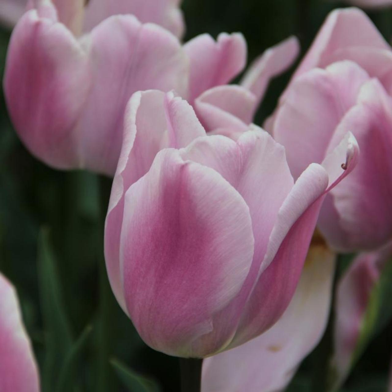 Tulipa 'Synaeda Amor' plant