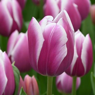 tulipa-synaeda-blue