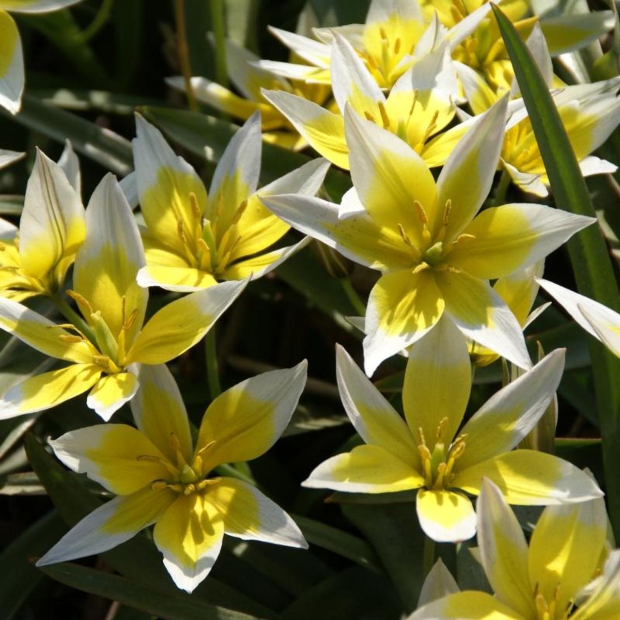 Tulipa tarda plant