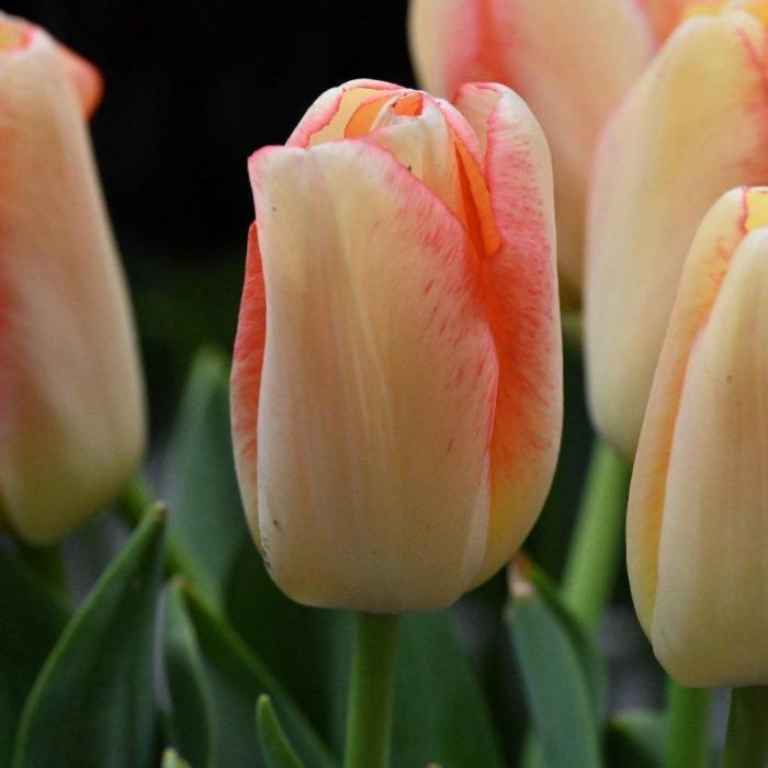 Tulipa 'Tequila Sunrise'  plant