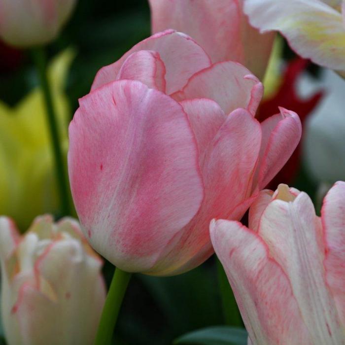 Tulipa 'Tequila Sunrise'  plant