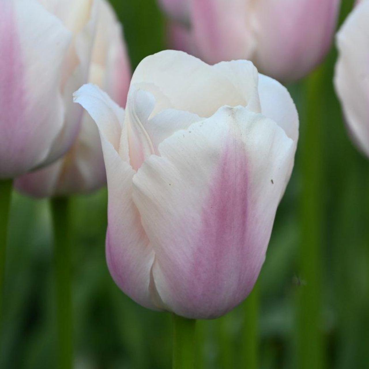 Tulipa 'Thijs Boots' plant