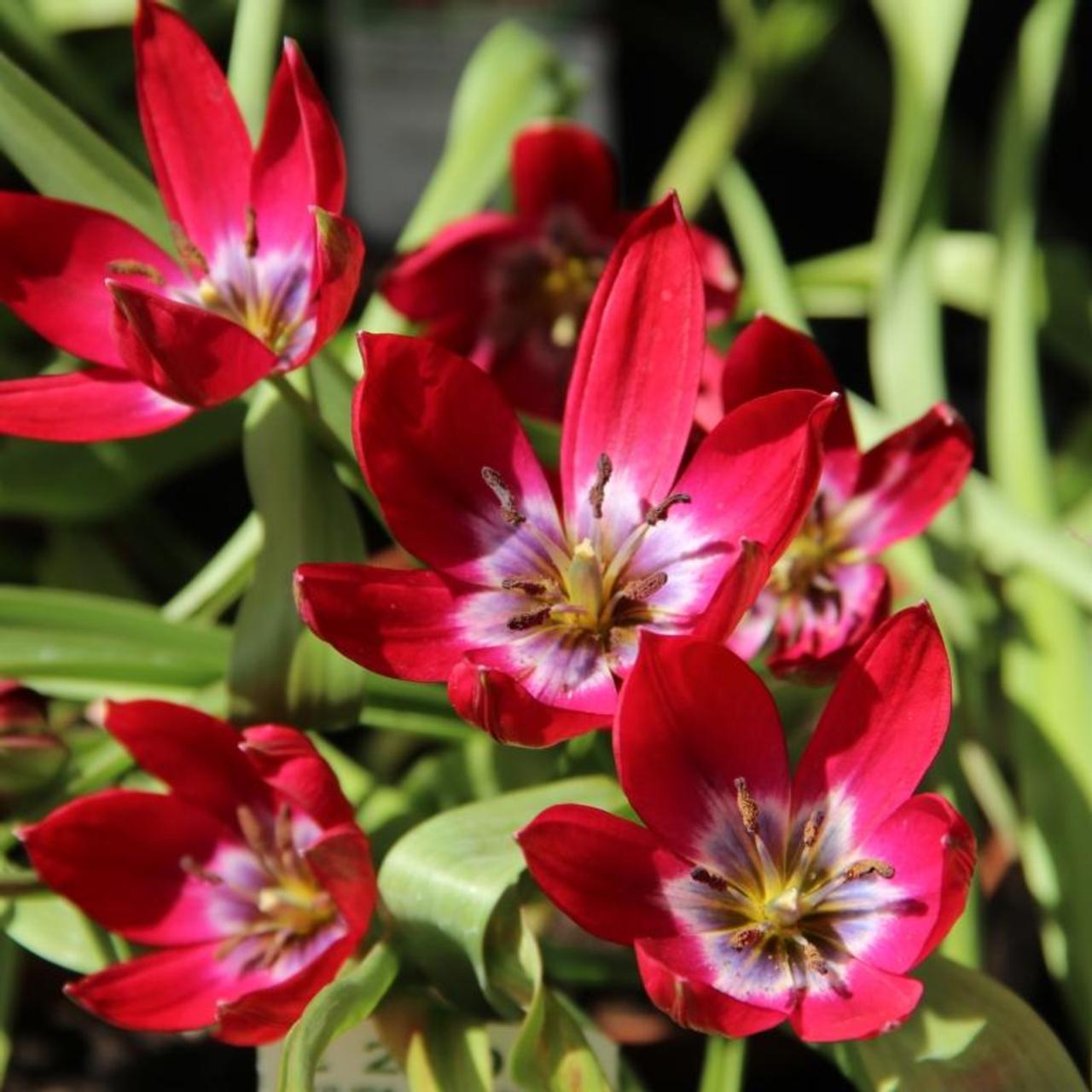 Tulipa 'Tiny Timo' plant