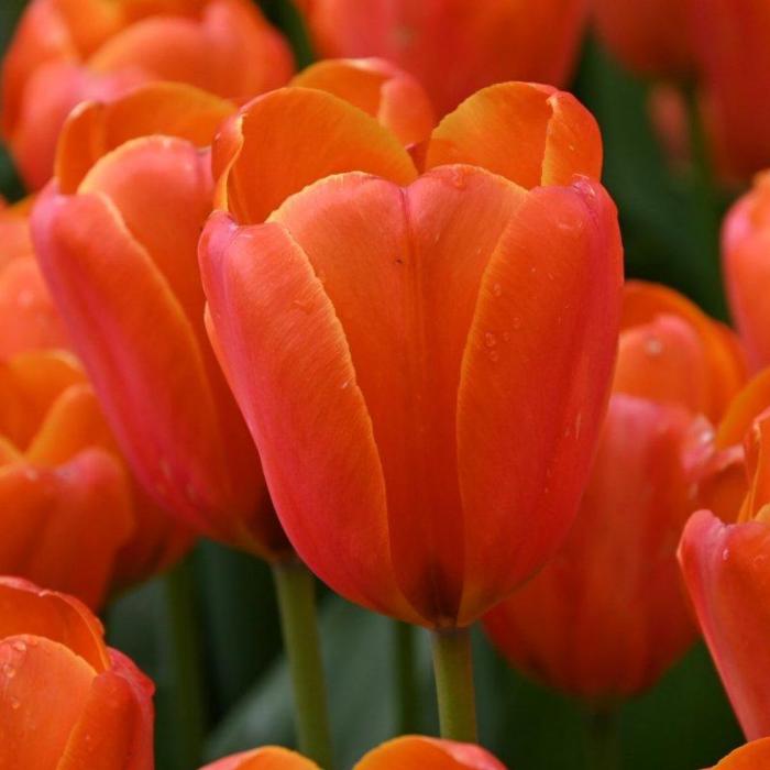 Tulipa 'Triple A' plant