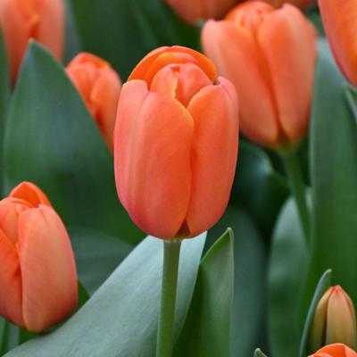 tulipa-triple-a