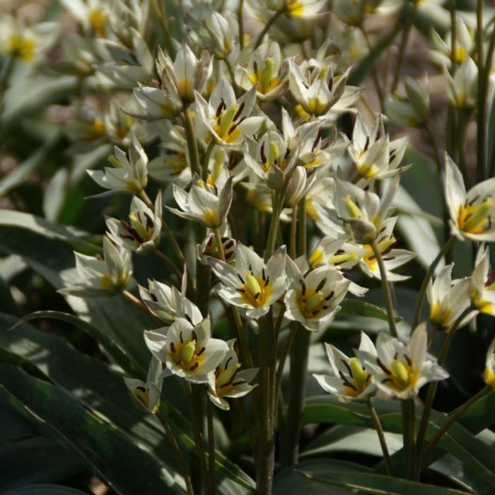 Tulipa turkestanica plant