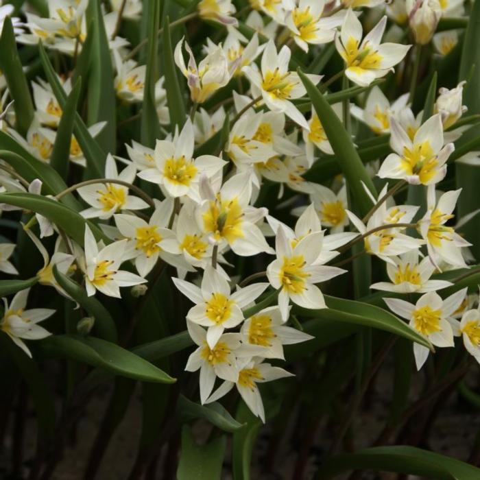 Tulipa turkestanica plant