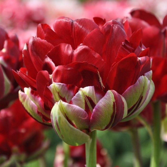 Tulipa 'Uncle Tom' plant