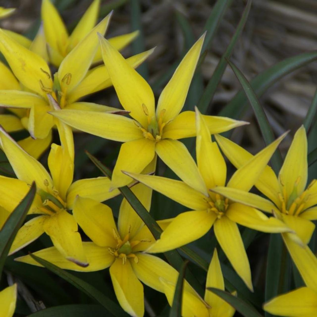 Tulipa urumiensis plant