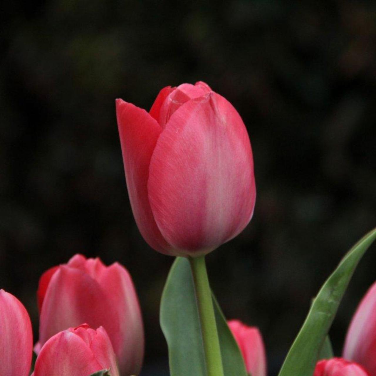Tulipa 'Van Eijk' plant