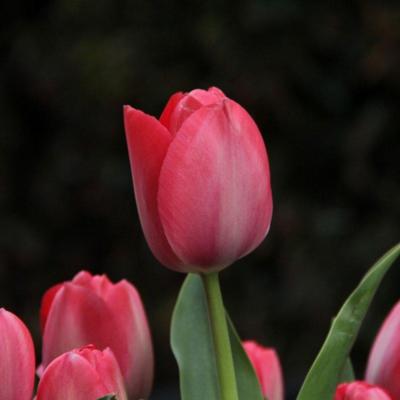tulipa-van-eijk
