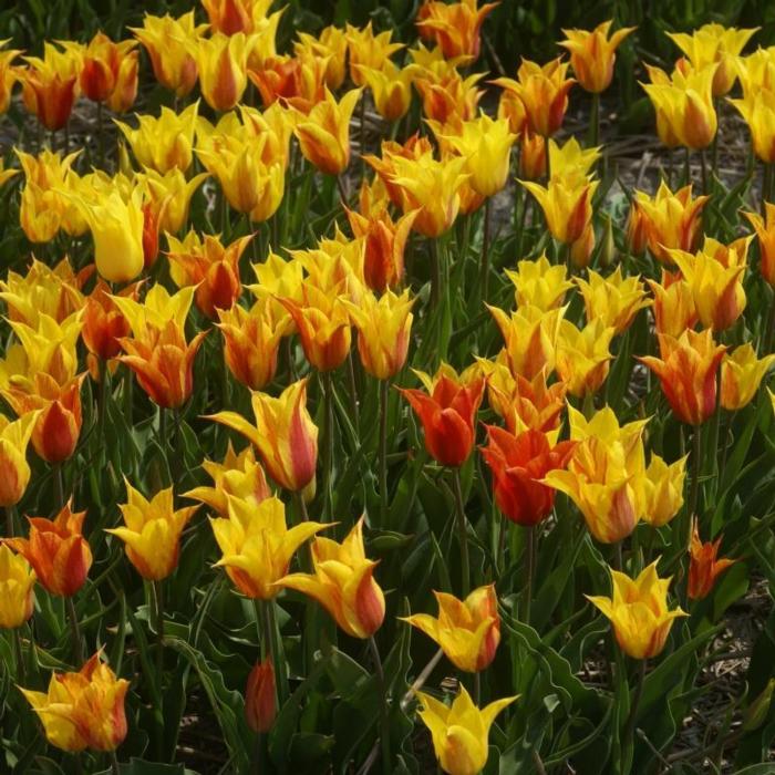 Tulipa 'Vendee Globe' plant