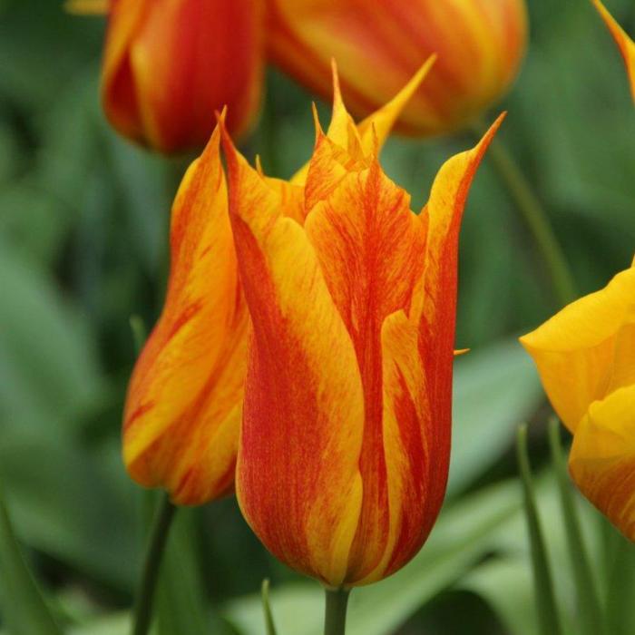Tulipa 'Vendee Globe' plant