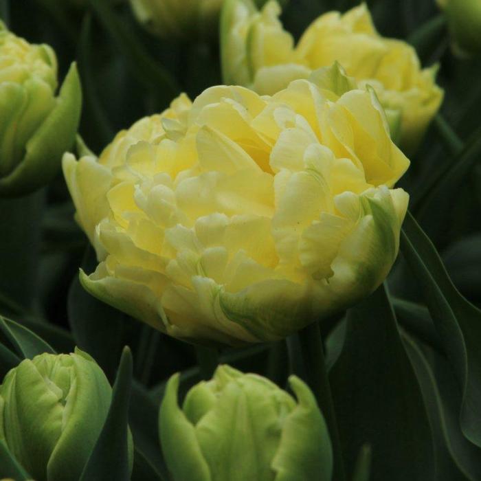 Tulipa 'Verona' plant