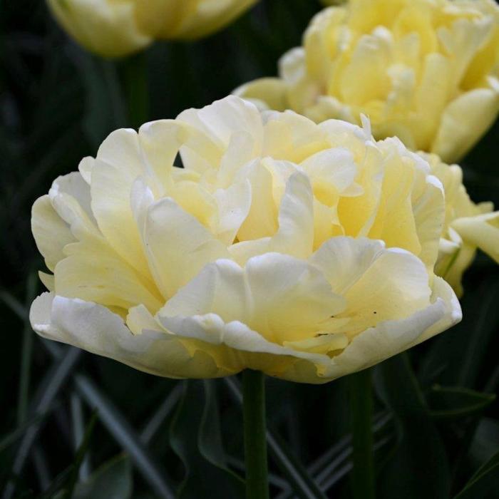 Tulipa 'Verona' plant