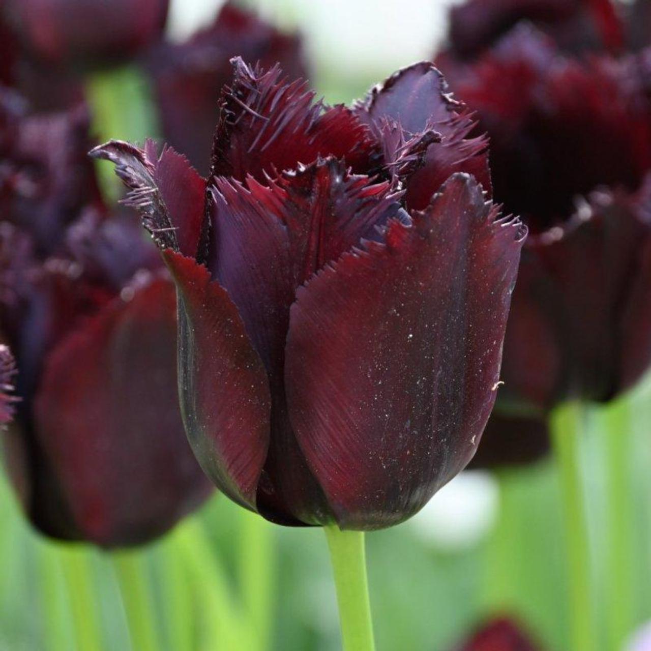 Tulipa 'Vincent van Gogh' plant