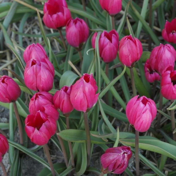 Tulipa violacea 'Black Base' plant