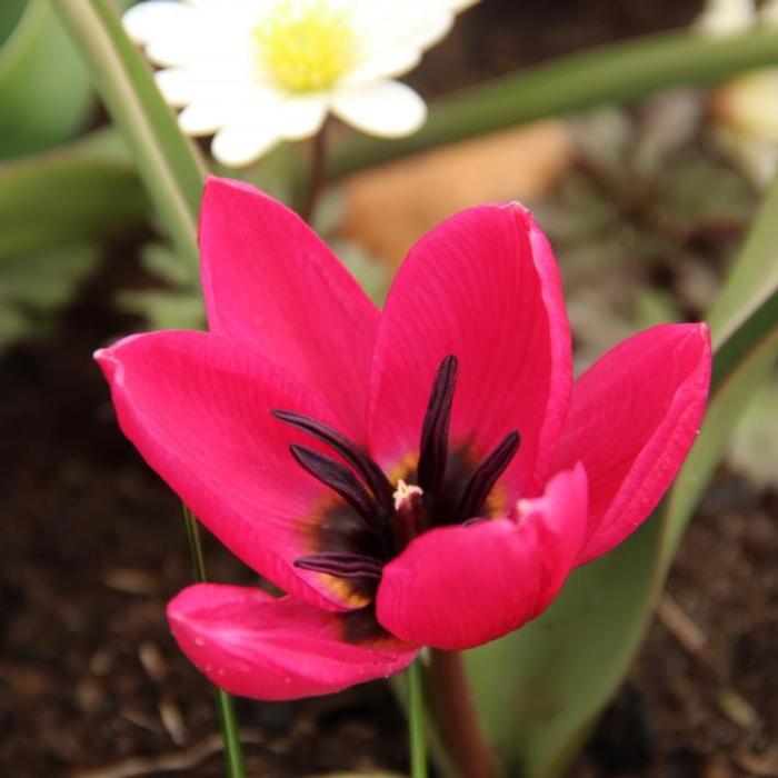 Tulipa violacea 'Black Base' plant