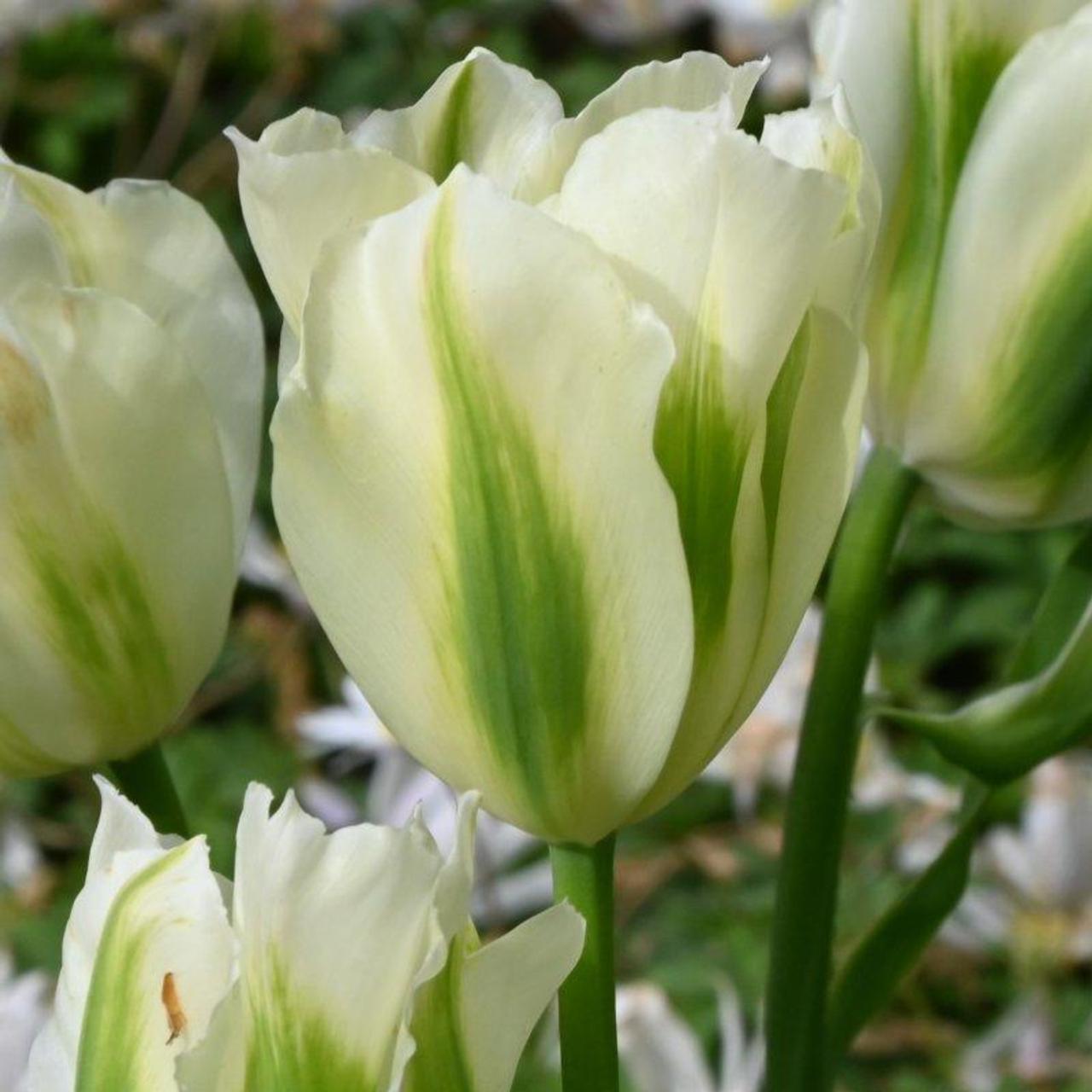 Tulipa viridiflora 'Spring Green' plant