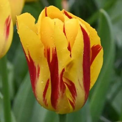 tulipa-washington