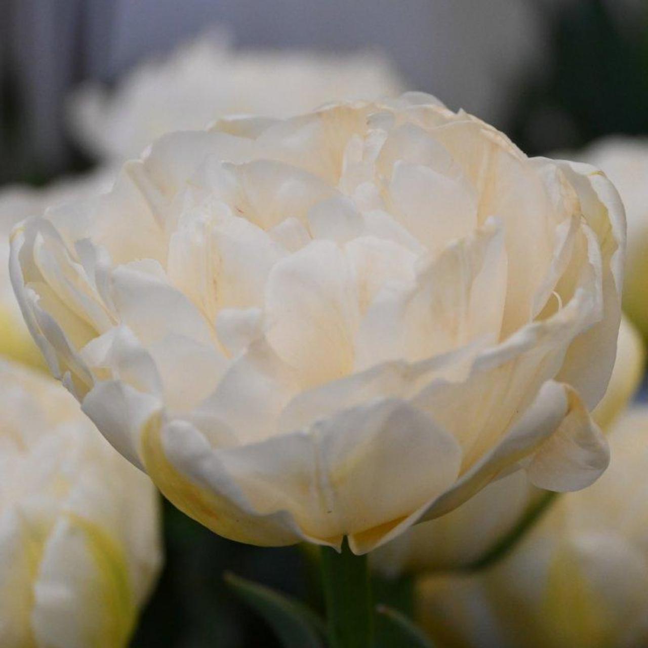 Tulipa 'White Bridge' plant