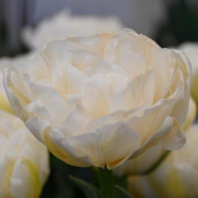 tulipa-white-bridge