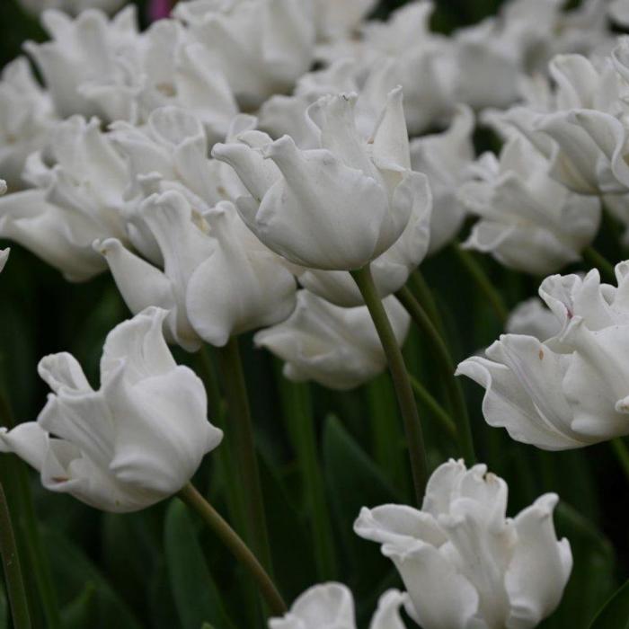 Tulipa 'White Liberstar'  plant