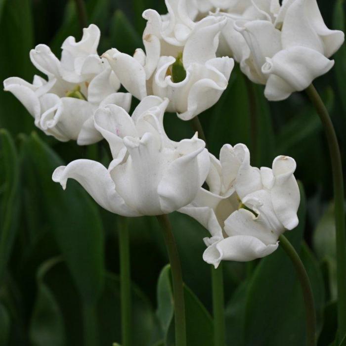 Tulipa 'White Liberstar'  plant