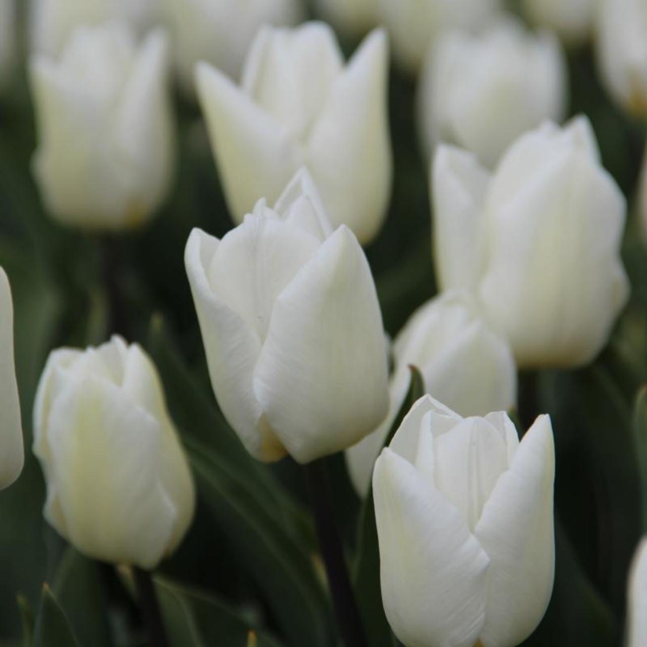 Tulipa 'White Prince' plant