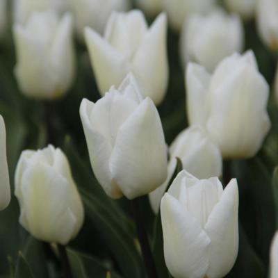 tulipa-white-prince