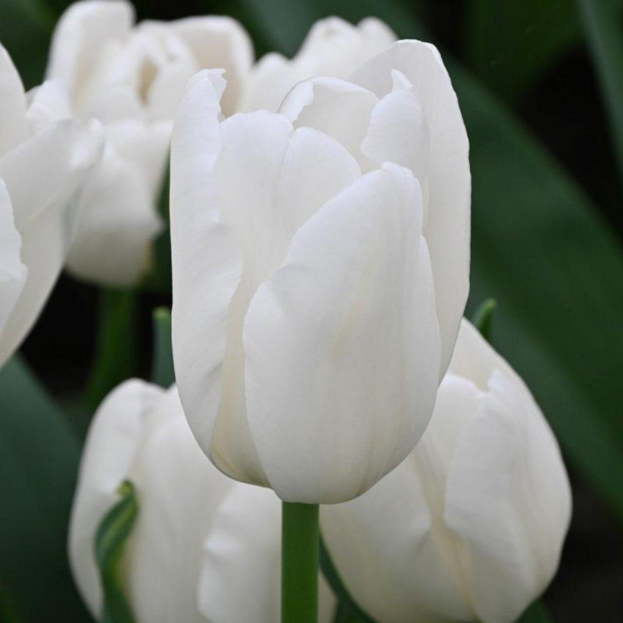 Tulipa 'White Sensation' plant