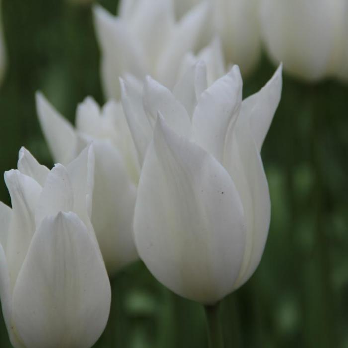 Tulipa 'White Triumphator' plant