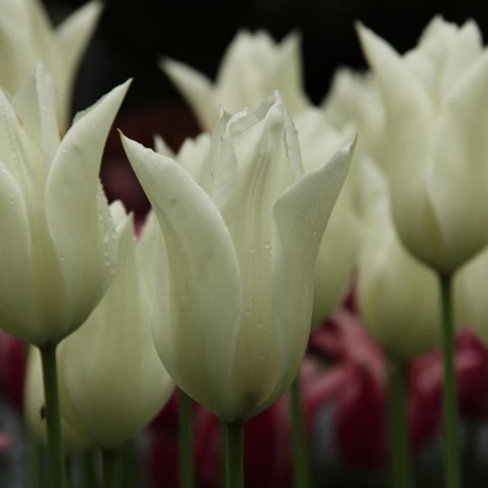 Tulipa 'White Triumphator' plant