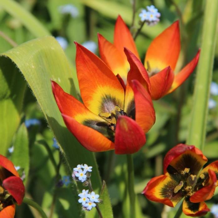 Tulipa whittallii plant